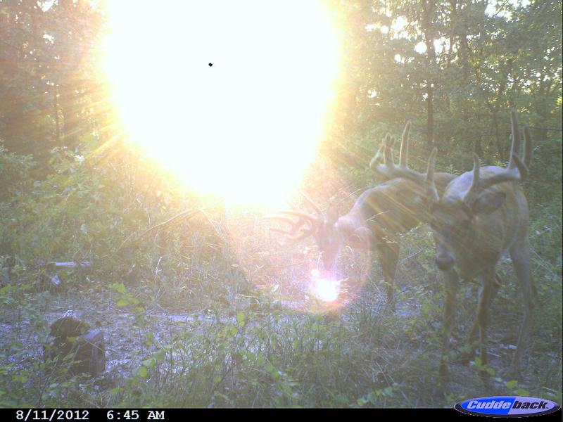 CDY 0073