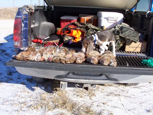 check that out 13 weeks old on the tail gate of my pick up reddy to go back on the trail after he checked out how well he did in the morning