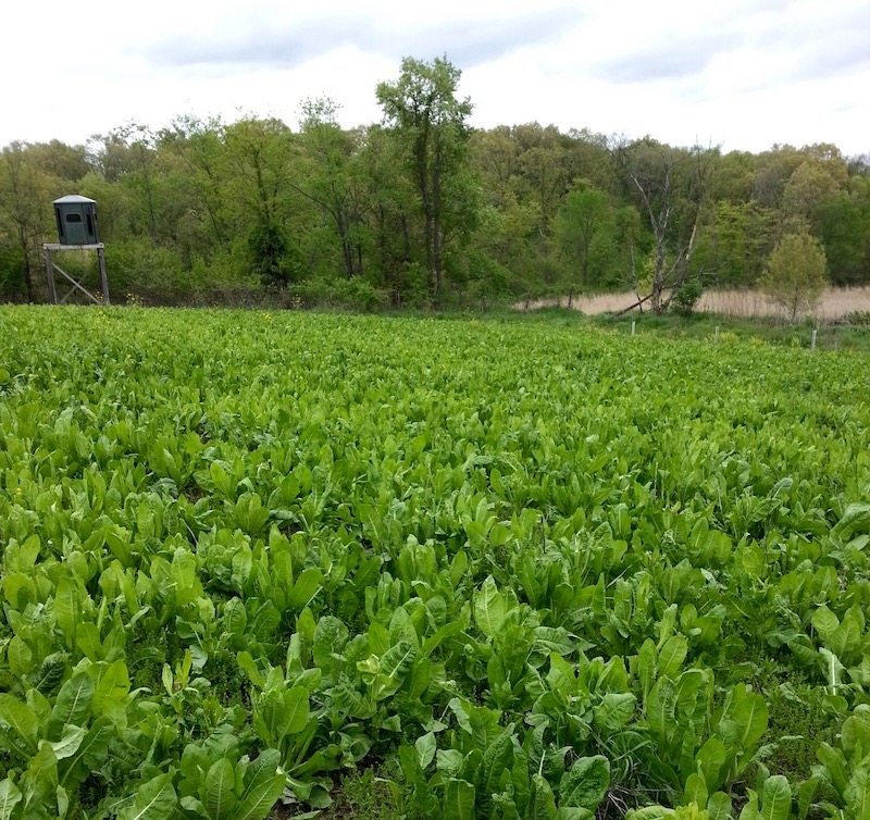 Chicory Field