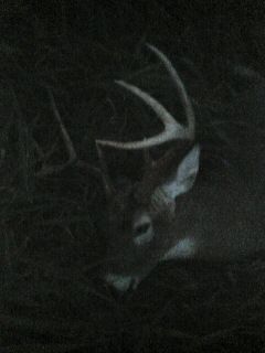 Closeup