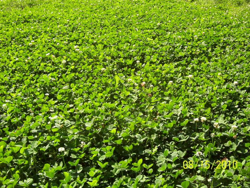 Clover close up