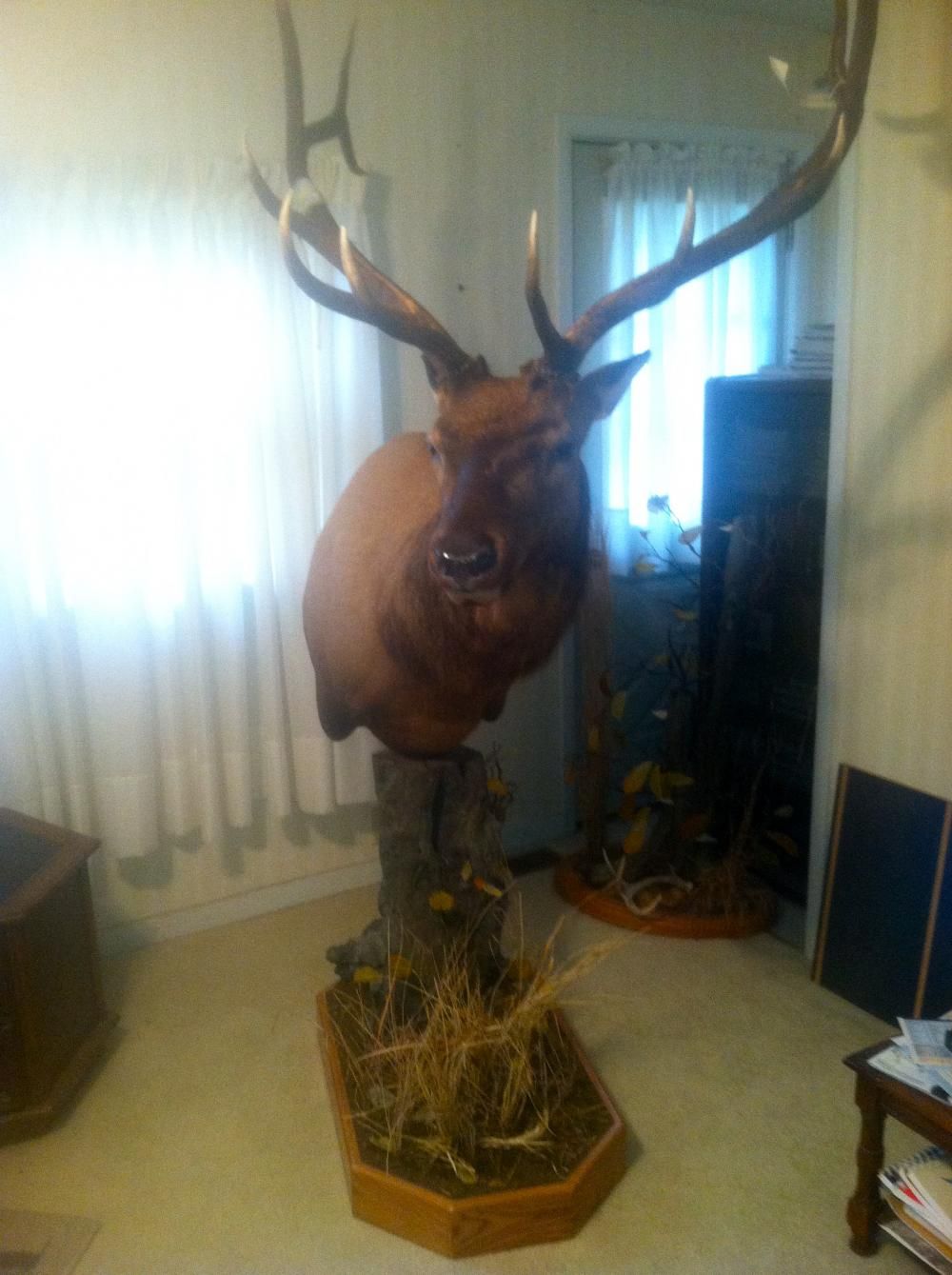 Colorado Elk Mount Harvested 2011