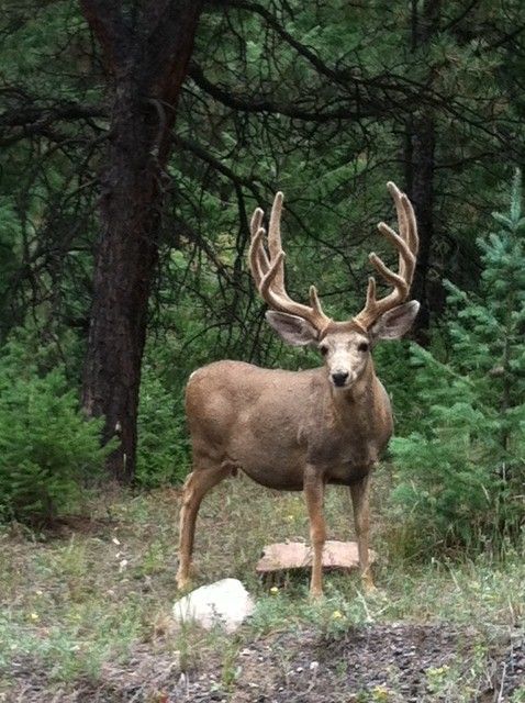 Colorado Muley