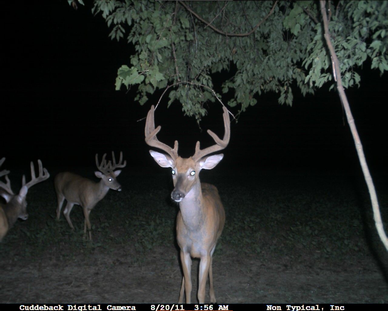 Colt's 2011 Youth Buck