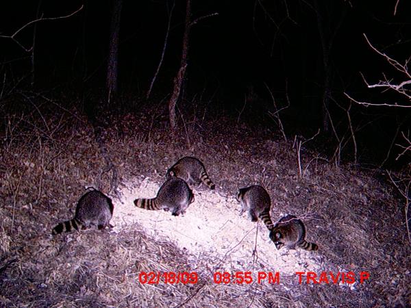 Coon Fest