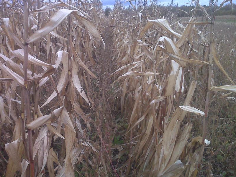 Corn and soybeans