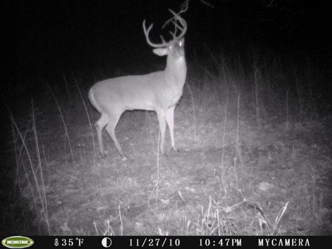 Couple Trail Cam Pics