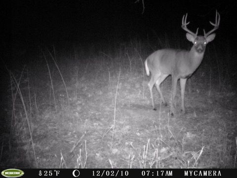 Couple Trail Cam Pics