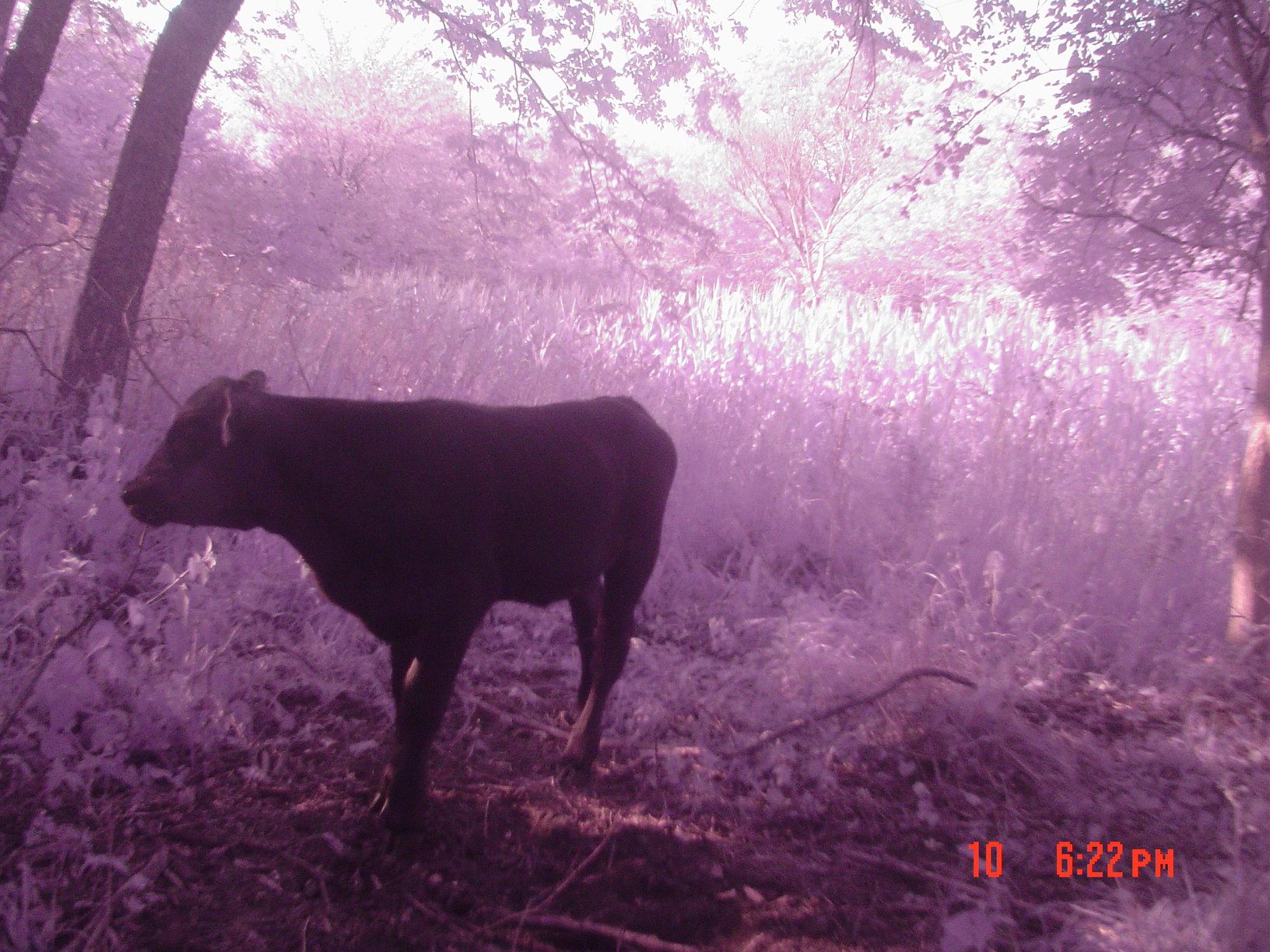 Cow