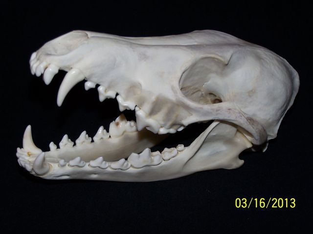 Coyote Skull 2