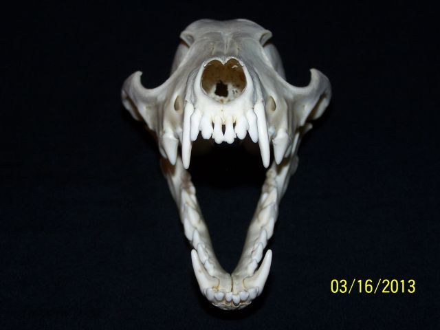 Coyote Skull