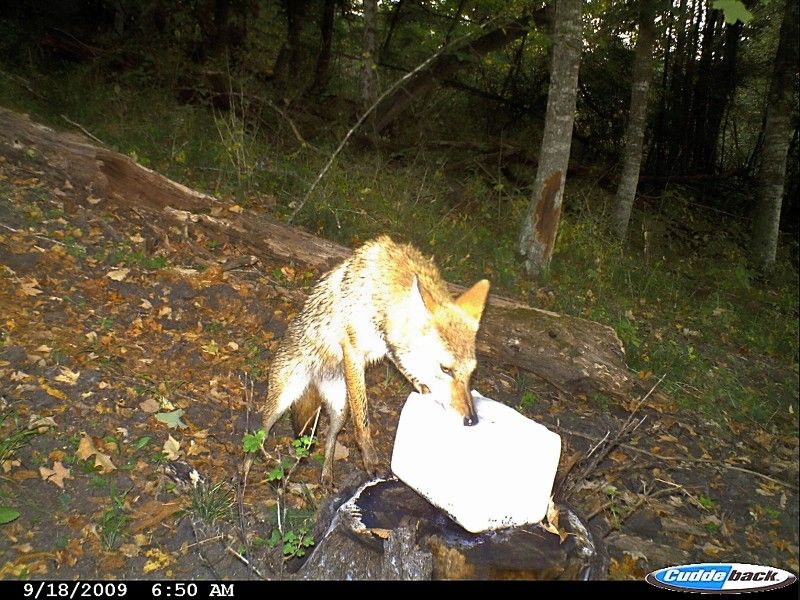 coyote