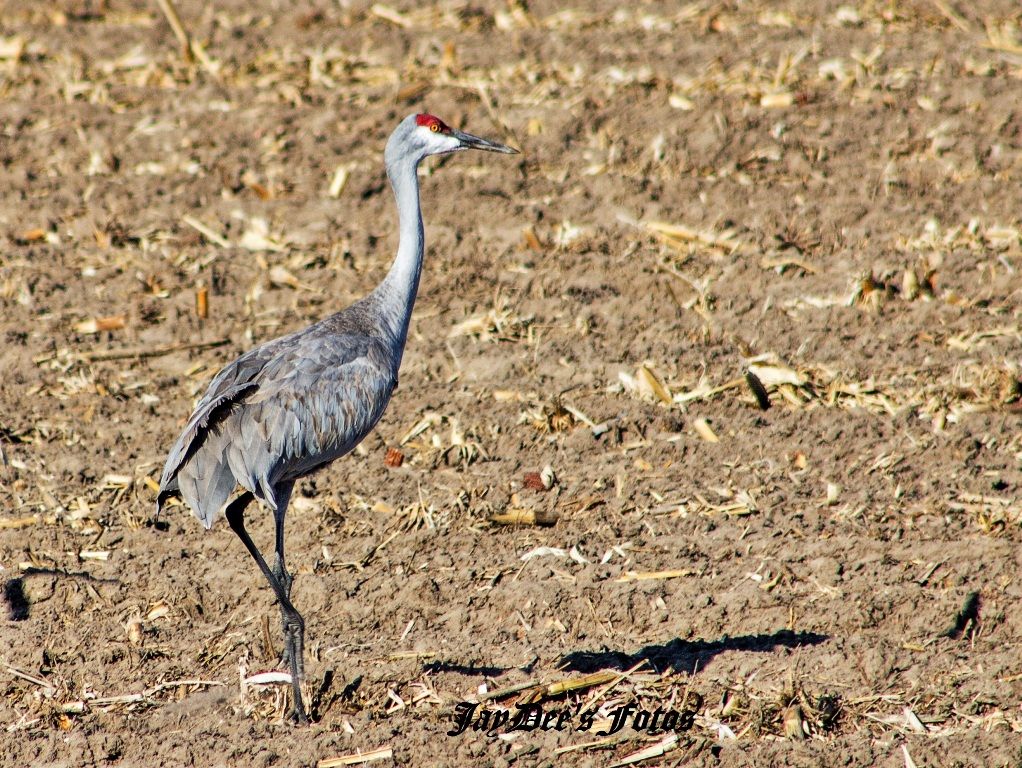 crane   Copy
