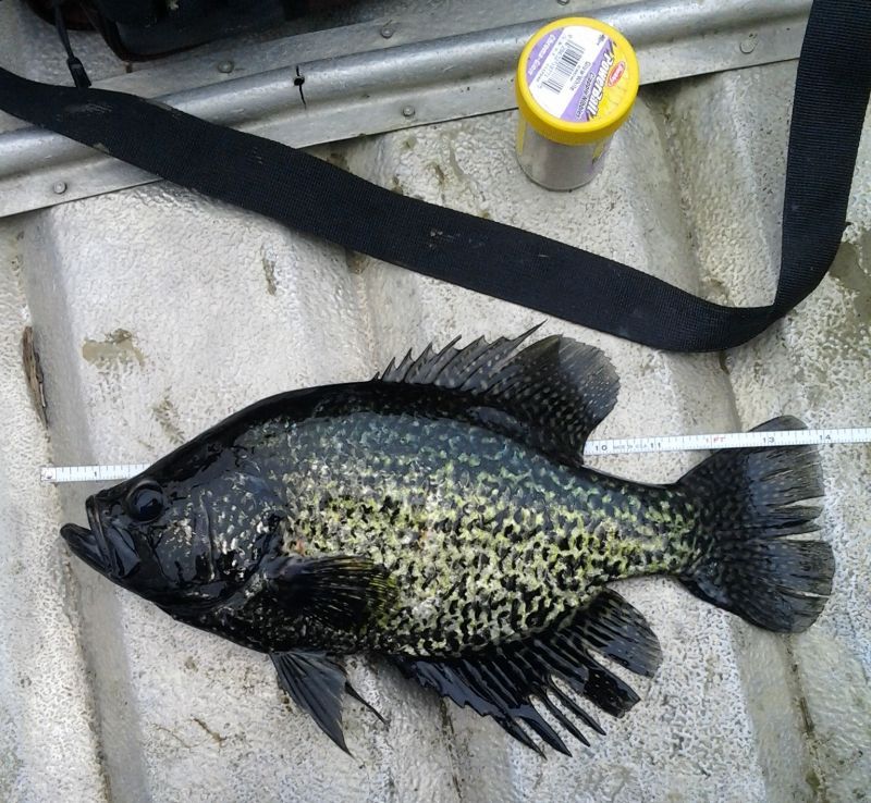 Crappies