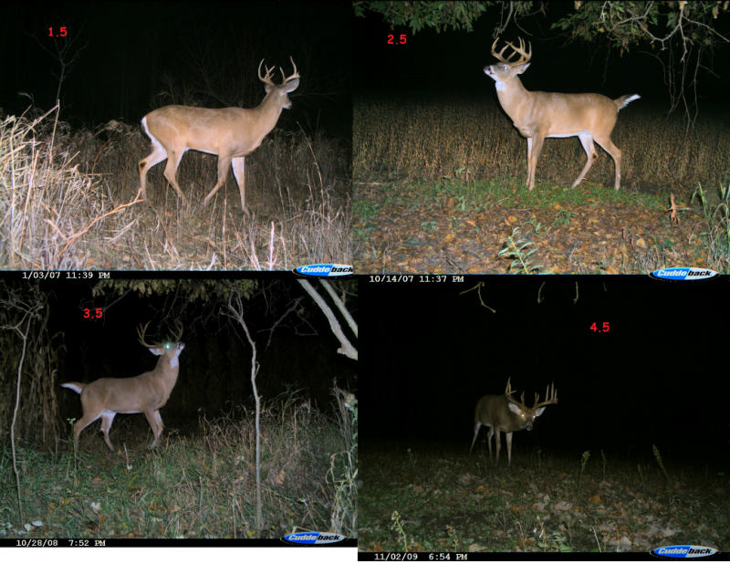Crooked tine