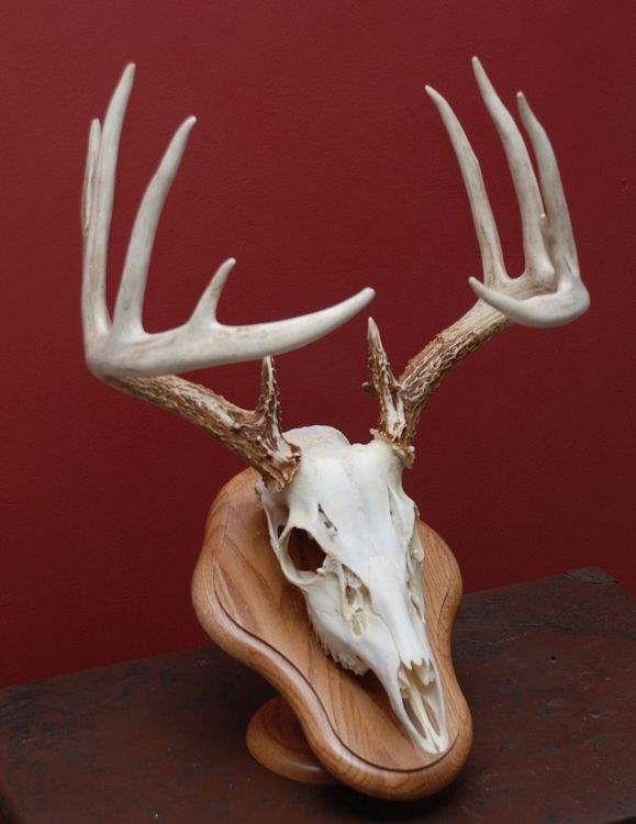 D&D Flesheaters skull