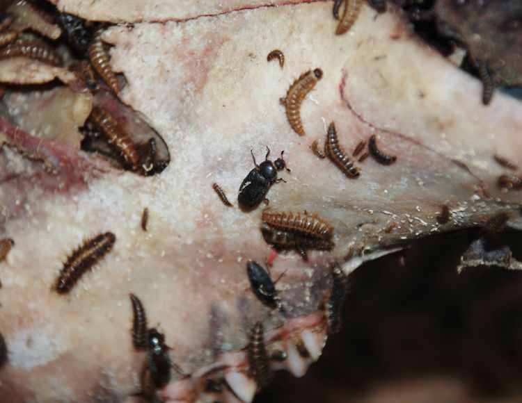 D&D Flesheaters_Bugs