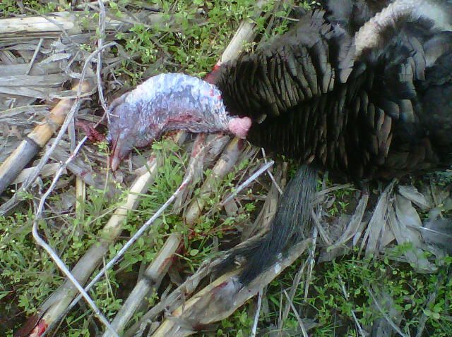 Dad's 2012 Turkey