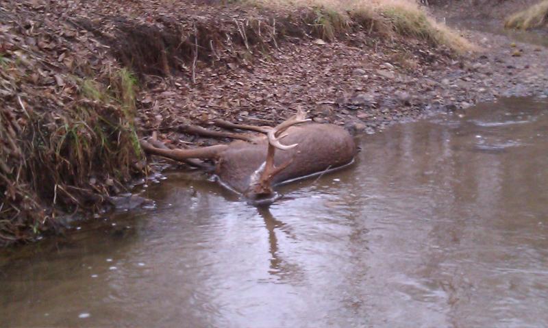 Dead Buck