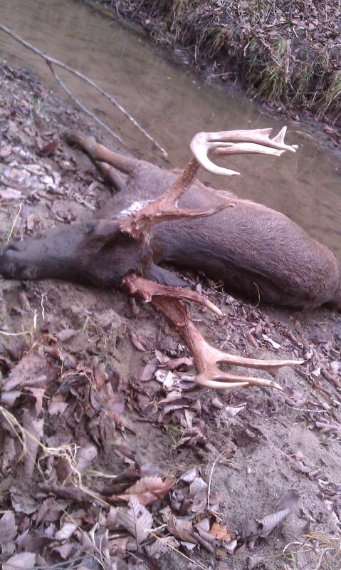 Dead Buck