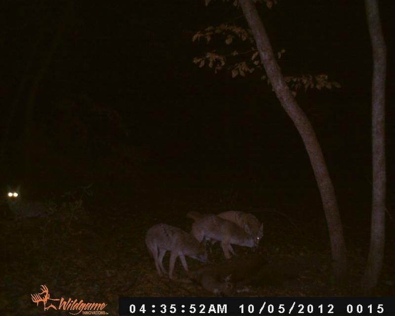 dead doe oct 8 12 015