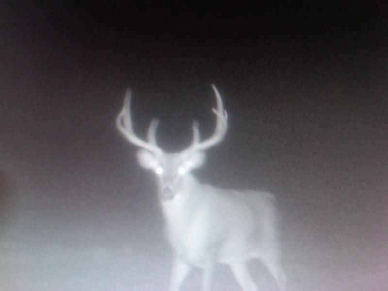 Decent Buck?