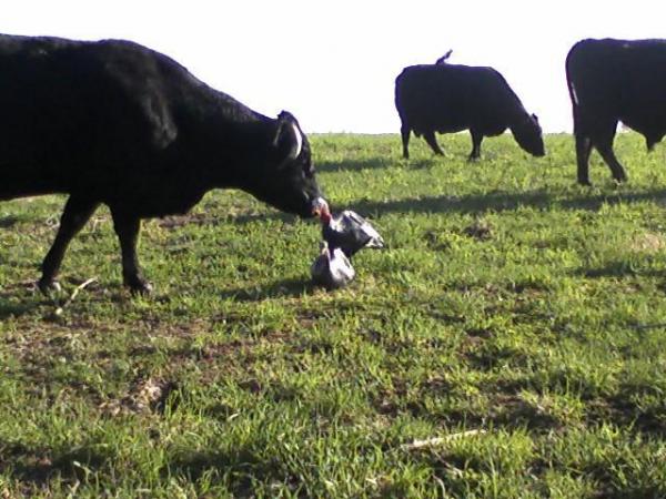 decoy eating cow