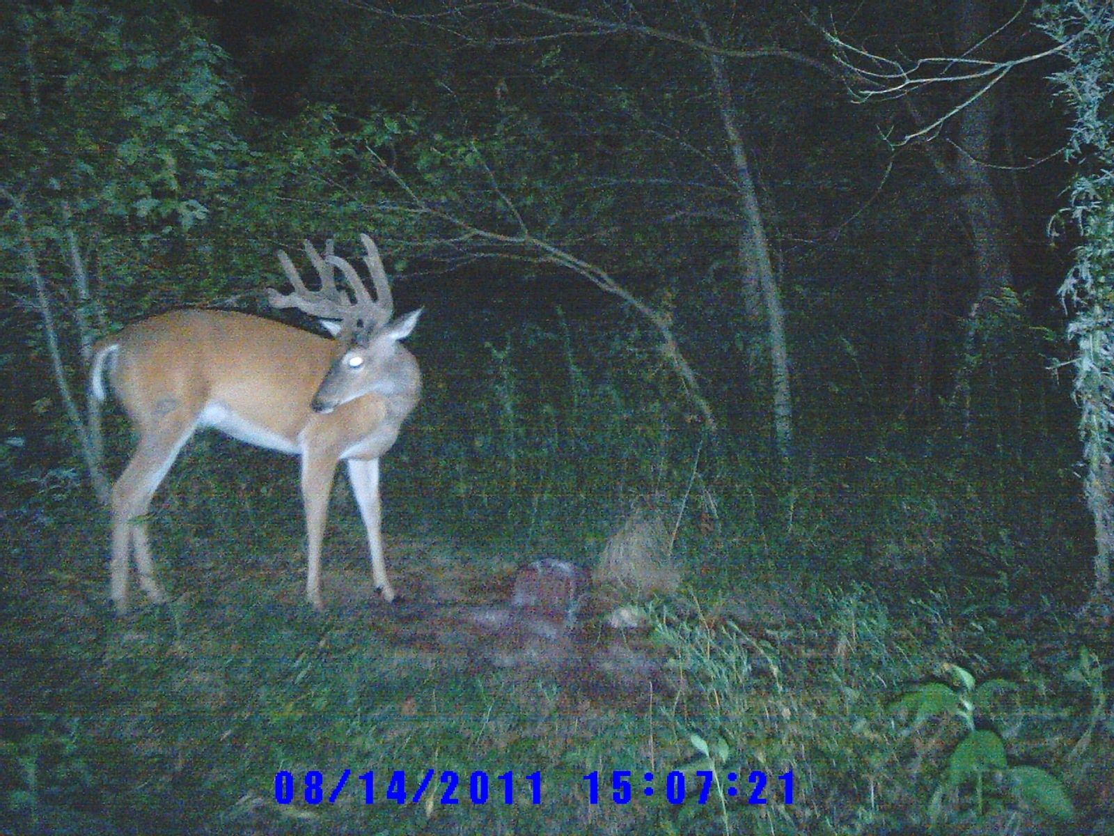 deer 006