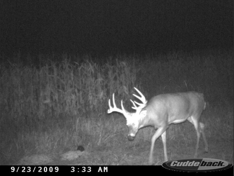 deer 092709 067