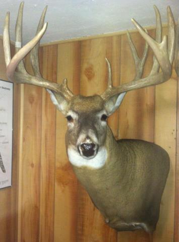 Deer 12