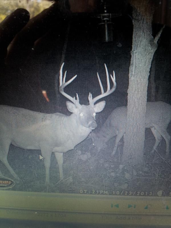 deer 2