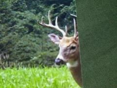 Deer 3