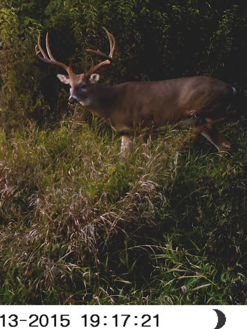 Deer 4