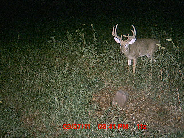 deer 9 11 11 436