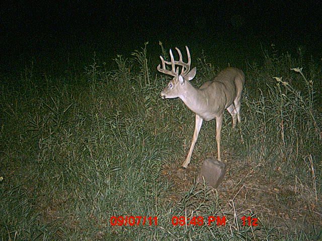deer 9 11 11 442