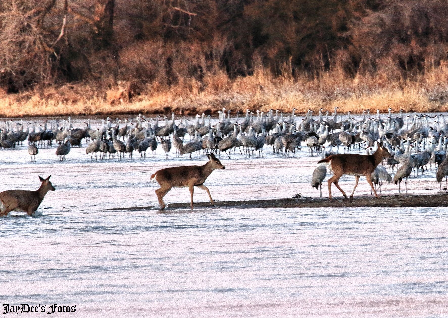 Deer and cranes   Copy