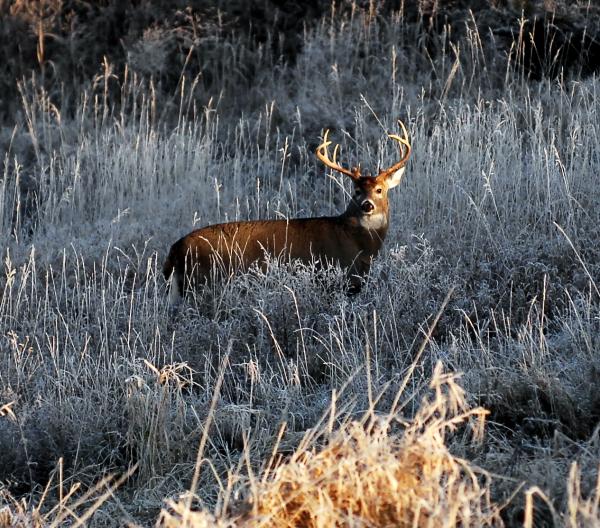 Deer At 50 Yards