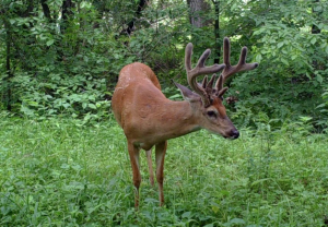 Deer Buck Stealth Cam 5 300x208