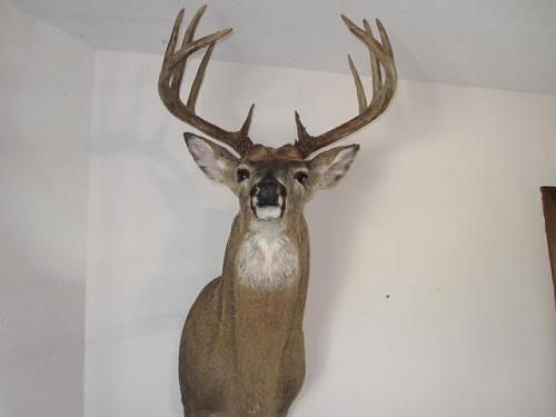 Deer I found. And then him after being all finished up
Mr. Canada