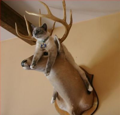 Deer killing cat