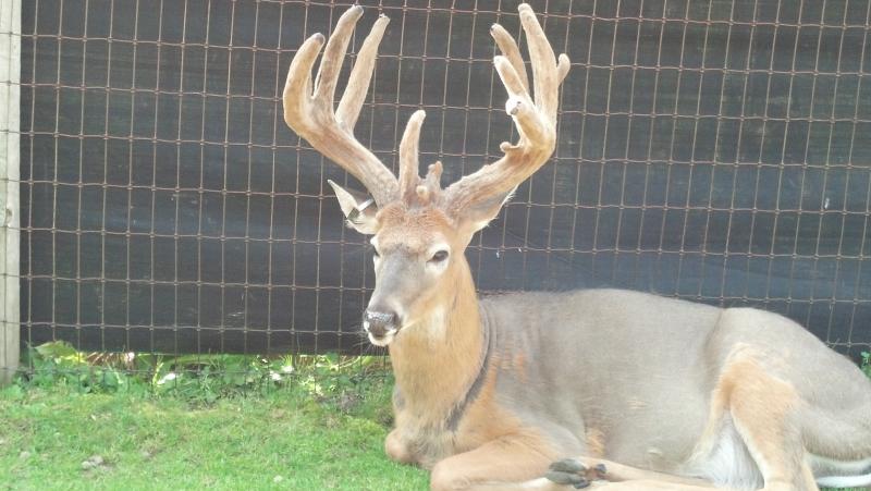 deer park