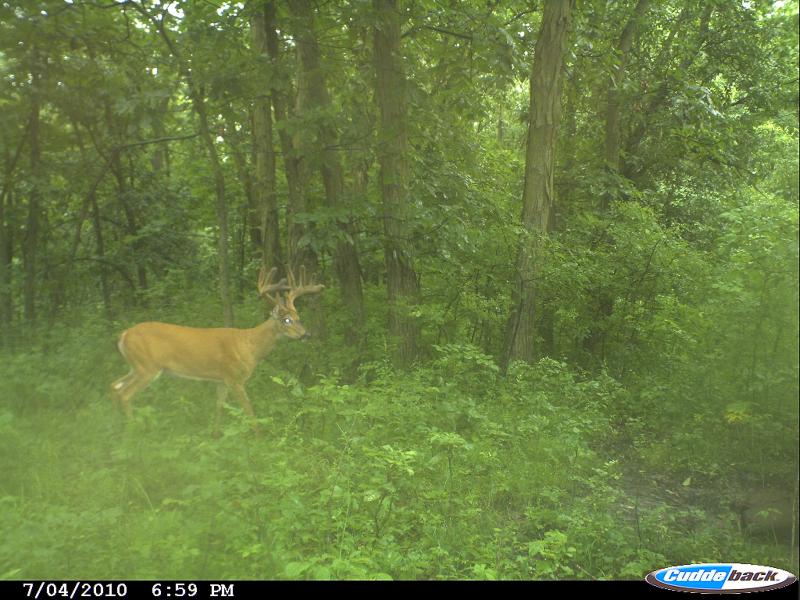 deer pics 2010 194