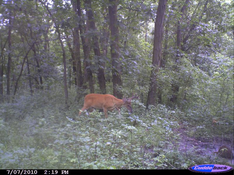 deer pics 2010 247