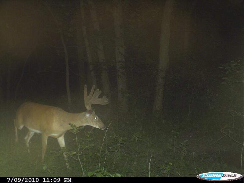 deer pics 2010 269