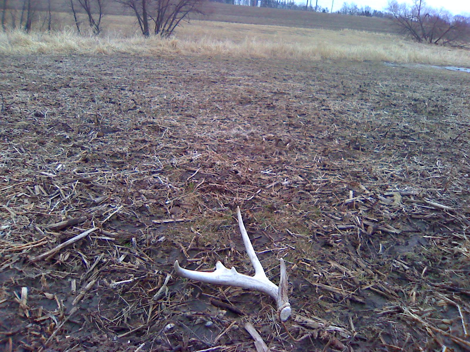 deer skull 049