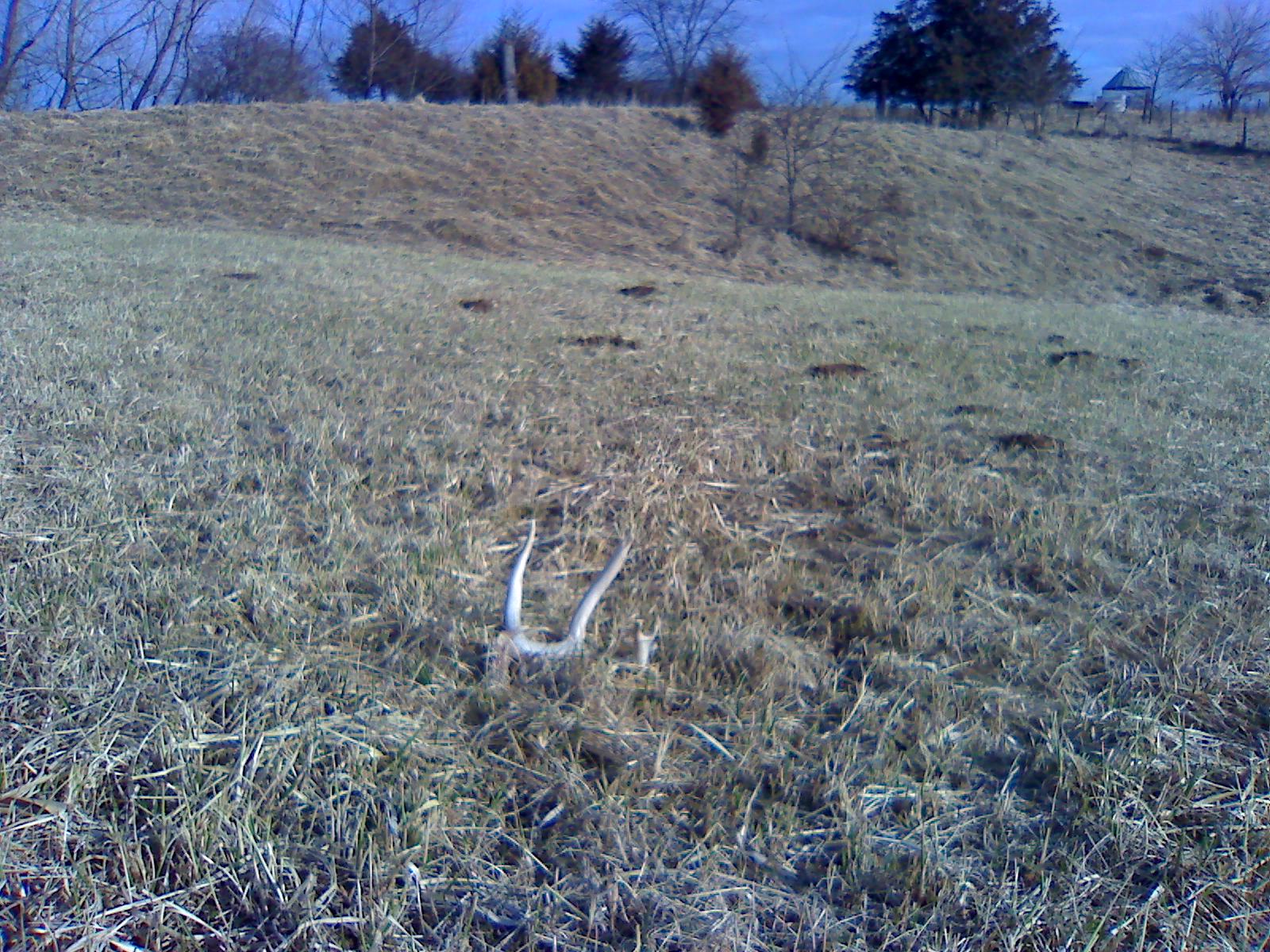 deer skull 051