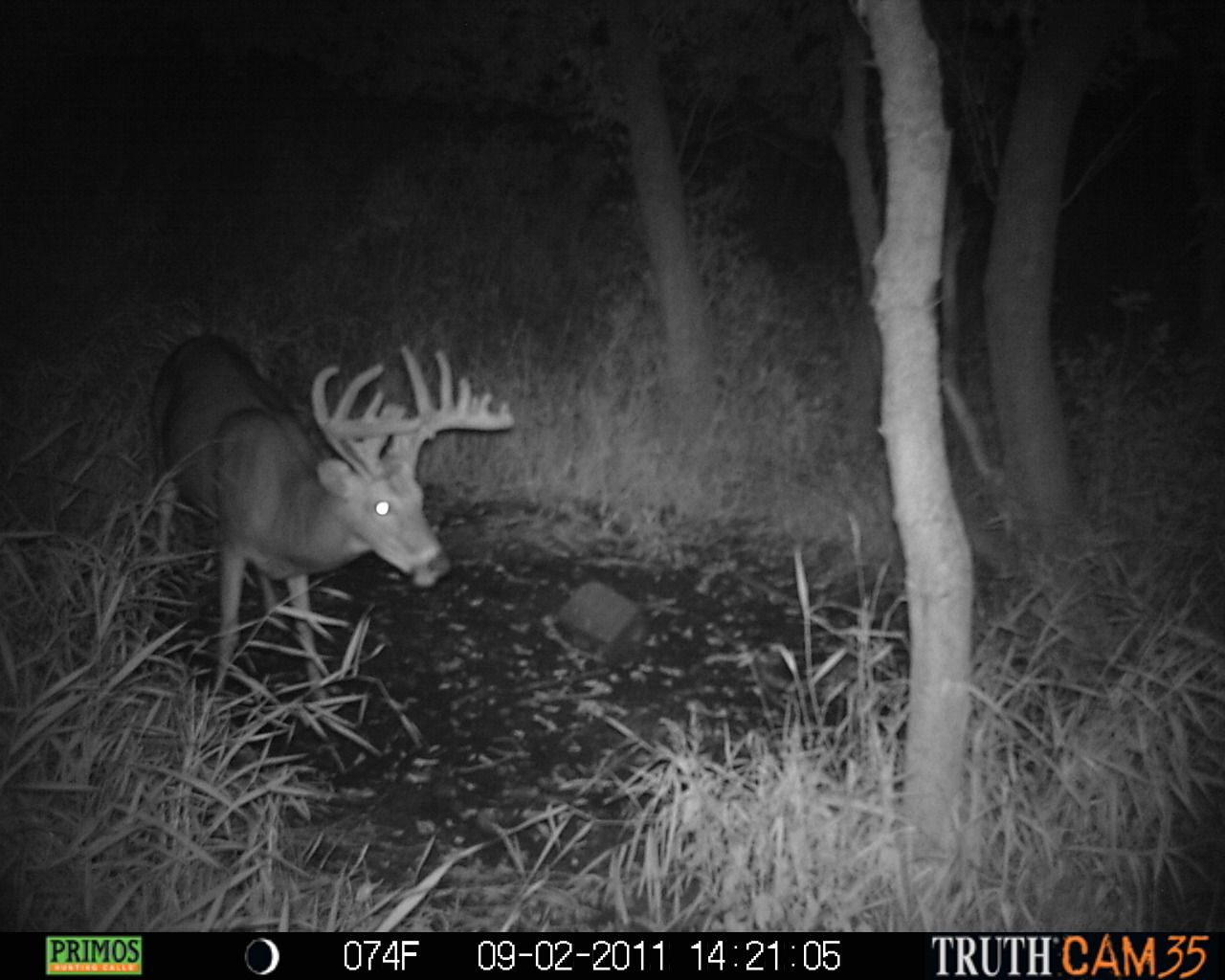 Deer