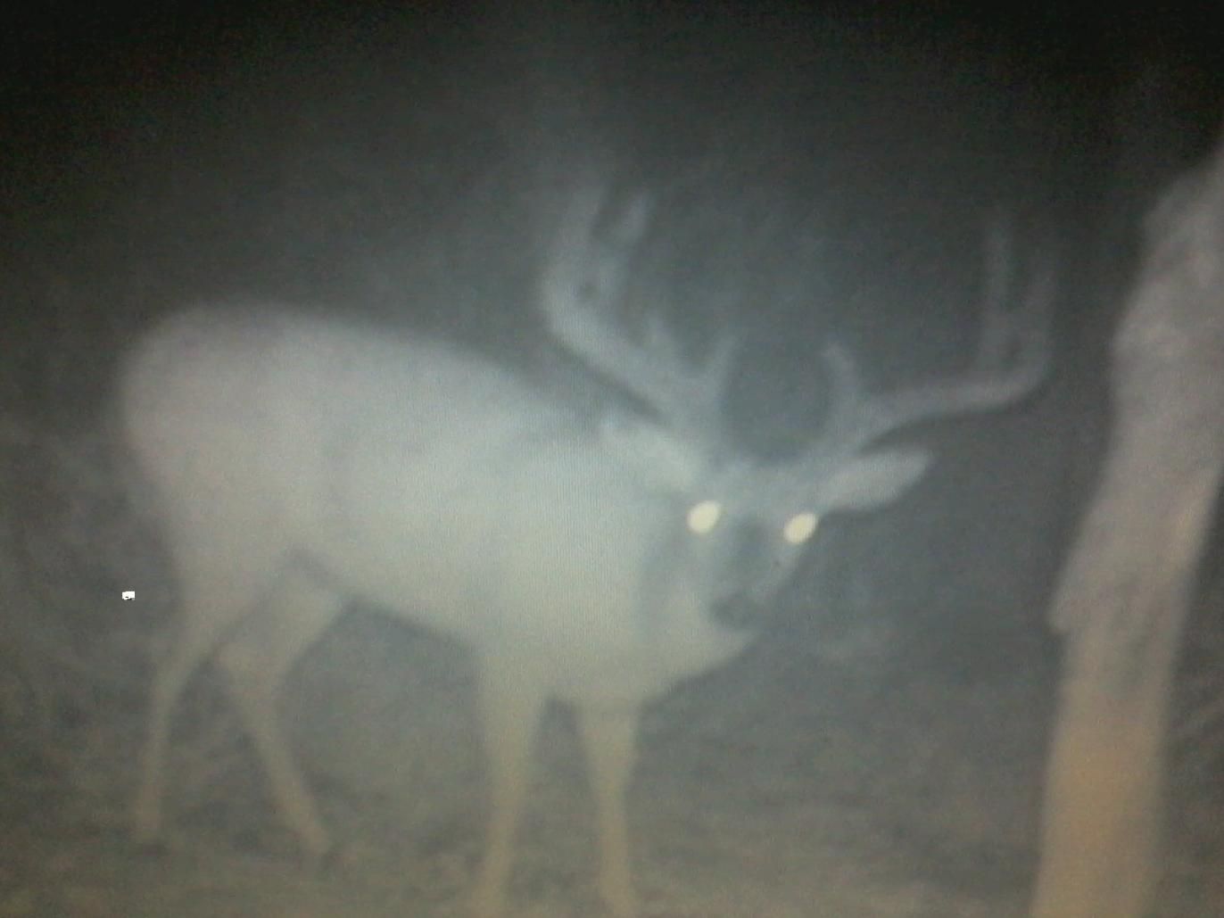 Deer