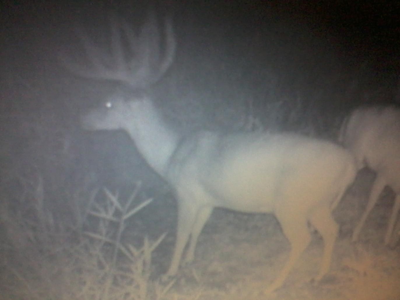 Deer