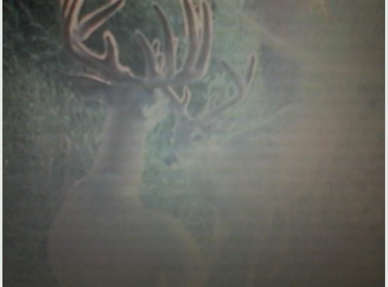 Deer